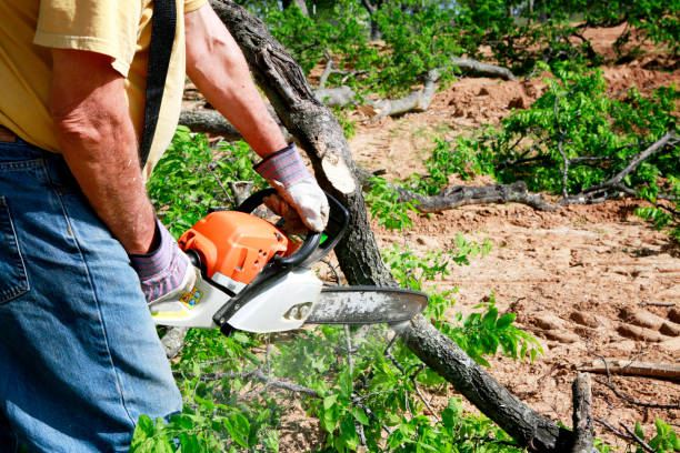 Best Best Tree Removal Services  in Eudora, KS